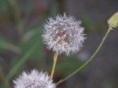 Crepis foetida foetida