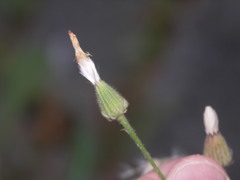 Crepis foetida foetida