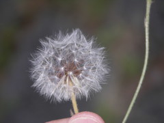 Crepis foetida foetida