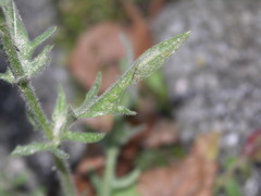 Crepis foetida foetida