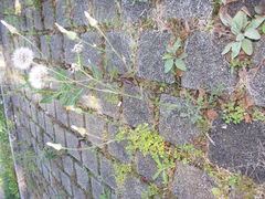Crepis foetida foetida