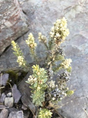 Brachyglottis cassinioides