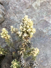 Brachyglottis cassinioides