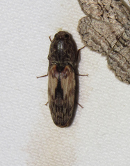 Pherhimius fascicularis