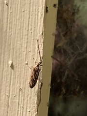 Tenomerga cinerea