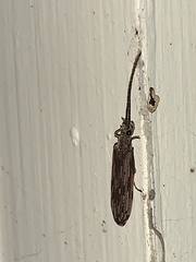 Tenomerga cinerea