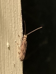 Tenomerga cinerea