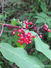 Sambucus racemosa racemosa
