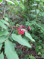 Sambucus racemosa racemosa