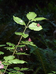 Euonymus occidentalis occidentalis