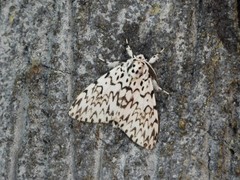 Lymantria singapura