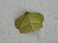 Trabala garuda