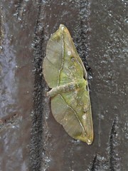 Omiza lycoraria