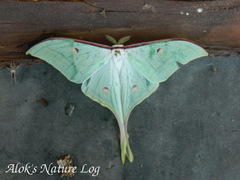 Actias selene