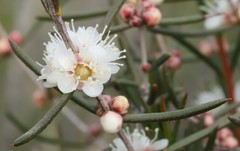 Hypocalymma angustifolium