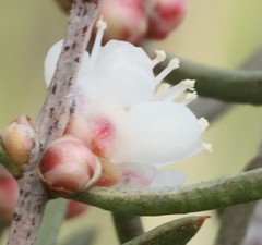 Hypocalymma angustifolium