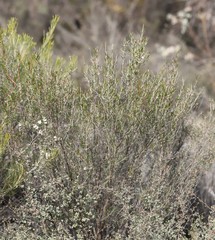 Hypocalymma angustifolium