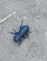 Zopherus granicollis