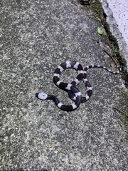 Lycodon futsingensis