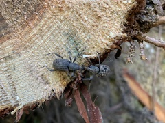 Sipalinus gigas