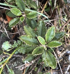 Brachyglottis monroi