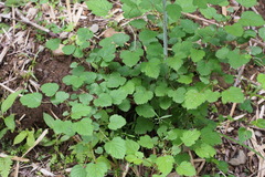 Rubus microphyllus