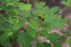 Rubus microphyllus