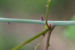 Rubus microphyllus