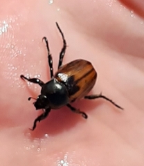 Anisoplia austriaca