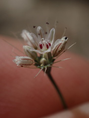 Acanthoscyphus parishii parishii