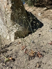 Acanthoscyphus parishii parishii