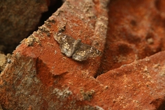 Caprona ransonnettii