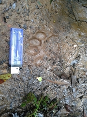 Panthera pardus melas