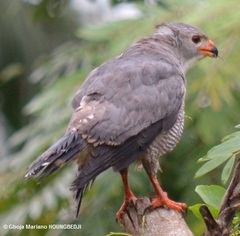 Kaupifalco monogrammicus