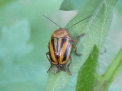 Cryptocephalus venustus