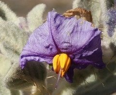 Solanum cleistogamum