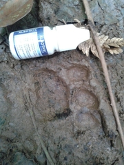 Panthera pardus melas