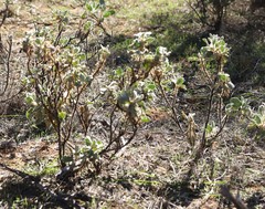 Solanum cleistogamum