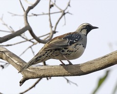 Spotted Quail-Thrush photo 4
