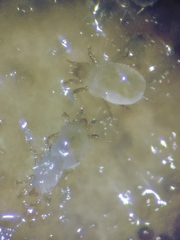 Tyrophagus putrescentiae