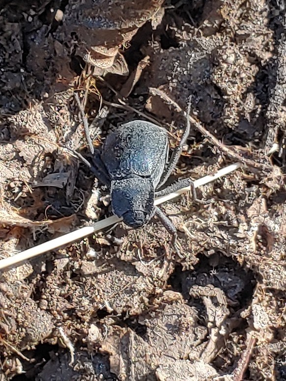 Stenomorpha obsoleta