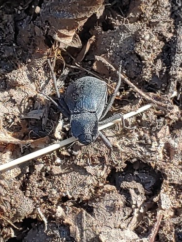 Stenomorpha obsoleta