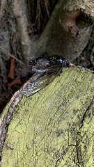 Cryptotympana atrata