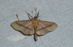 Filodes fulvidorsalis