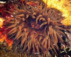 Actinia tenebrosa
