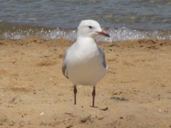 Chroicocephalus novaehollandiae novaehollandiae