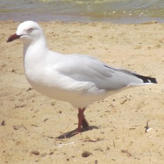 Chroicocephalus novaehollandiae novaehollandiae