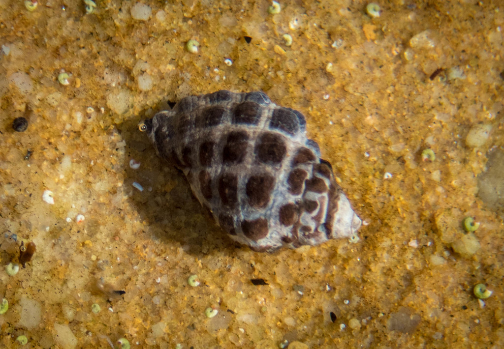Arakawania marginalba