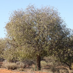 Brachychiton gregorii