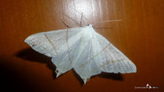 Ourapteryx sambucaria